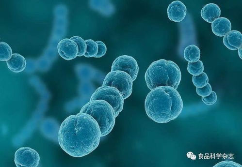 基于细胞膜损伤的蔗糖月桂酸酯对金黄色葡萄球菌的作用机制