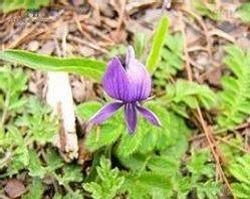 河北堇菜