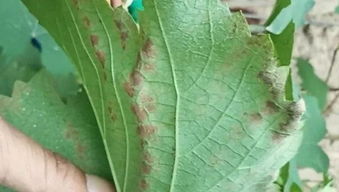 种植问题别害怕,鲁虹农科有专家 北京引入生物防治法,破韭菜防蛆难题 河北南和春日花开,四好农村路 保险行业探索建立防贫新机制
