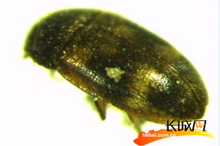 河北黄骅港口岸截获13种外来生物 1种为全国首次