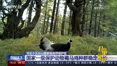 河北小五台山国家级自然保护区 一级保护动物褐马鸡种群稳定增长