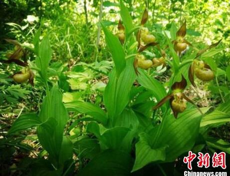 中国风景园林学会