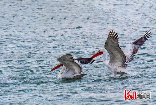 珍稀野生动物频现 河北打造更多更美 鸟类天堂