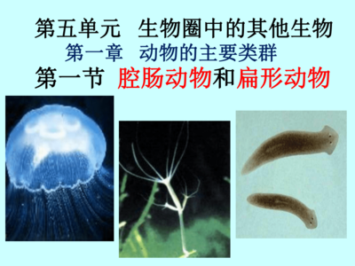 河北省承德市平泉县第四中学(人教版)八年级上册生物课件:1-1腔肠动物和扁形动物(共21张PPT)
