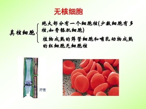 河北省石家庄第十五中学高二生物 细胞核 生物